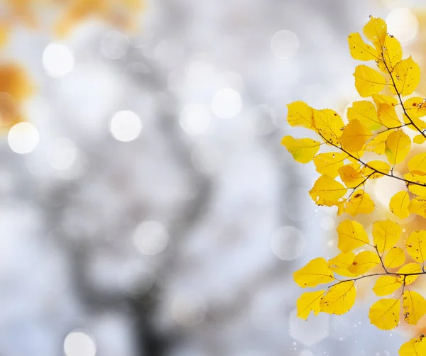 Herbstblätter mit grünem Gras — Stockfoto