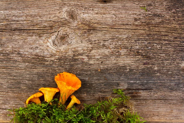 Ahşap arka planda chanterelle mantarları — Stok fotoğraf