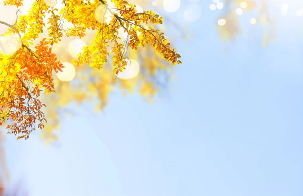 Ventana al jardín de otoño — Foto de Stock