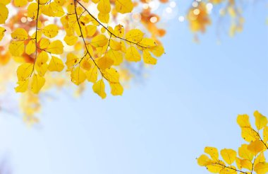 Titrek sonbahar yaprakları