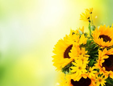 Beyaz üzerine ay çiçekleri