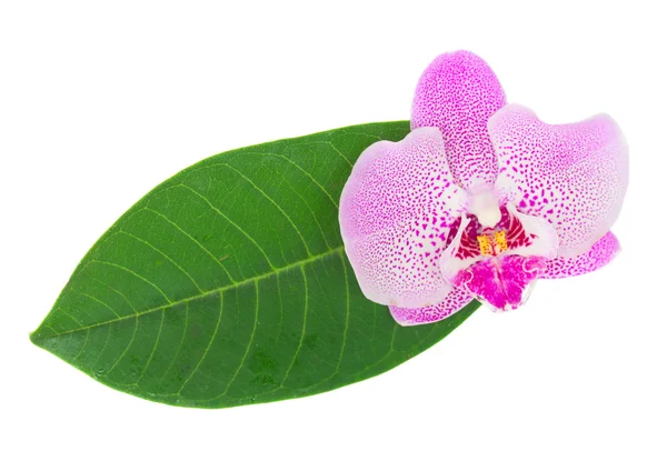 Fiore di orchidea rosa con foglia verde — Foto Stock