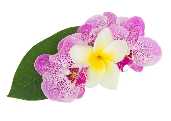 Fila de flores de orquídea rosa —  Fotos de Stock