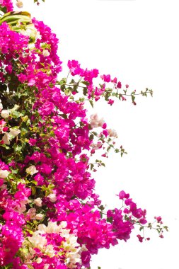 Bougainvillea çiçek