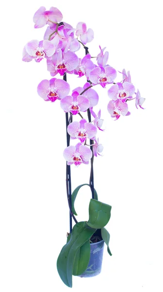 Pot with pink  orchid branch — Stock Photo, Image