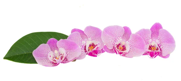 Reihe rosa Orchideenblüten — Stockfoto