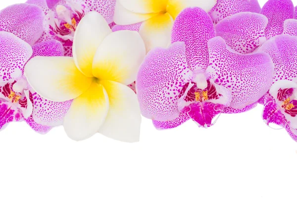 Botrder of tropical flowers — Stock Photo, Image