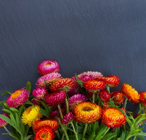 Bukett med eviga blommor — Stockfoto