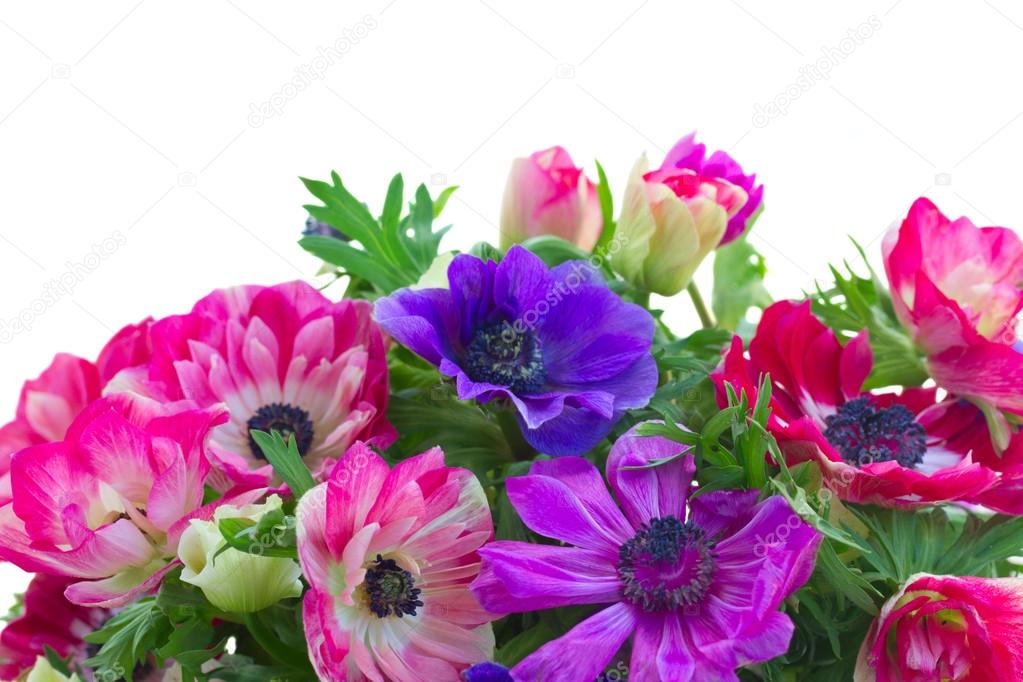 Flores de malva fotos de stock, imágenes de Flores de malva sin royalties |  Depositphotos