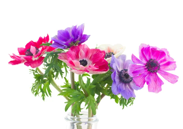 Anemonenblüten — Stockfoto