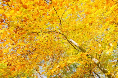 sonbahar Park sarı kiraz ağacı