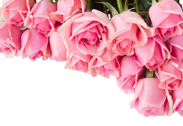 边框的新鲜的粉色玫瑰 — 图库照片