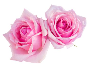 iki pembe çiçek açan gül