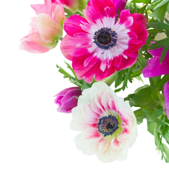 Bos van anemone bloemen — Stockfoto