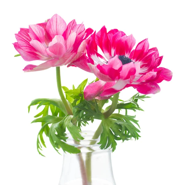 Růžové sasanky květiny — Stock fotografie
