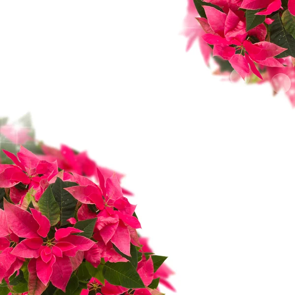 Marco de flor de poinsettia rosa o estrella de Navidad — Foto de Stock