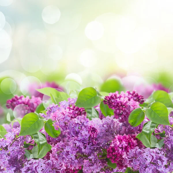 Bush de Lilac — Fotografia de Stock
