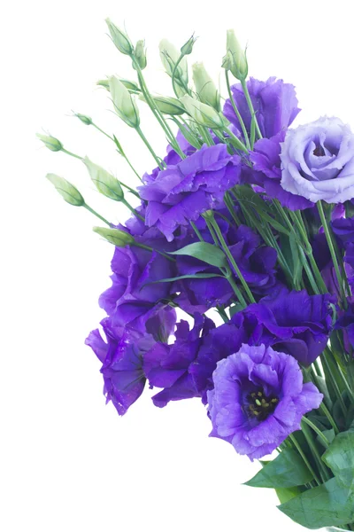 Bos van violet eustoma bloemen — Stockfoto