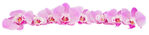 Fila di fiori di orchidea rosa — Foto Stock