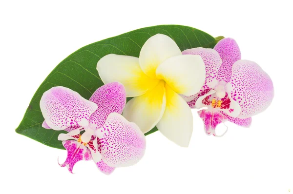 Raden av pink orchid blommor — Stockfoto