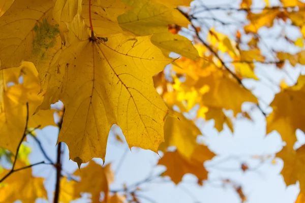 Orangefarbene Blätter im Herbstpark — Stockfoto
