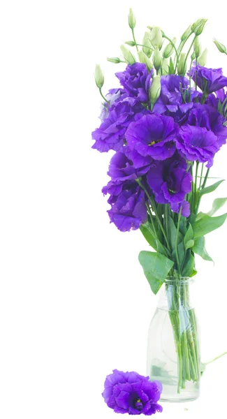 Boeket van violet eustoma bloemen — Stockfoto