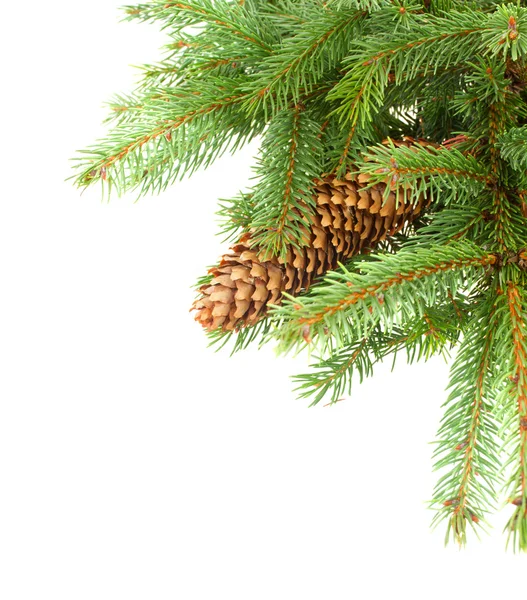 Pine Branch With Cones — Stock Photo, Image