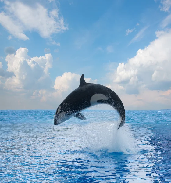 Jumping killer whale — Stock Photo, Image