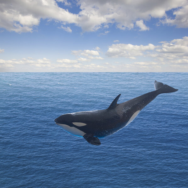 jumping killer whale