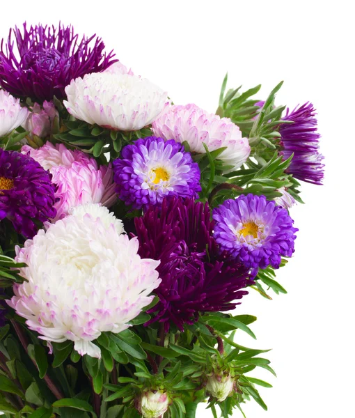 Mix of aster flowers — Stock Photo, Image