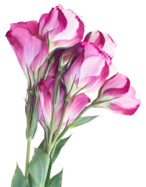 Kırmızı ve beyaz eustoma çiçek grup