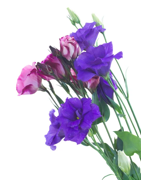 Violett Eustomor blombukett — Stock fotografie