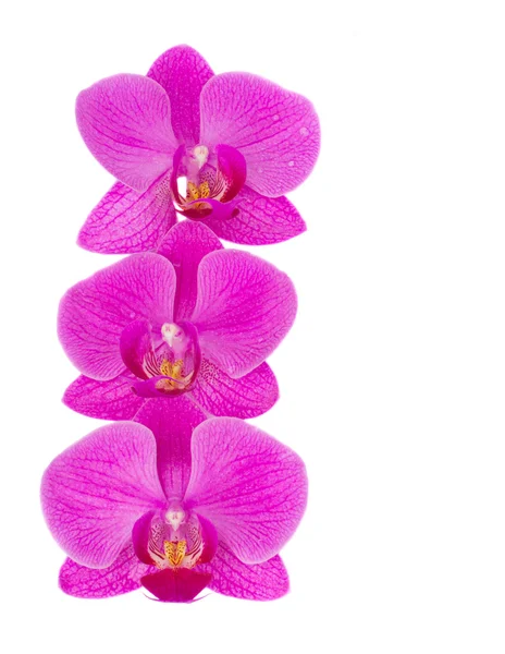 Flores de orquídea fronteira — Fotografia de Stock