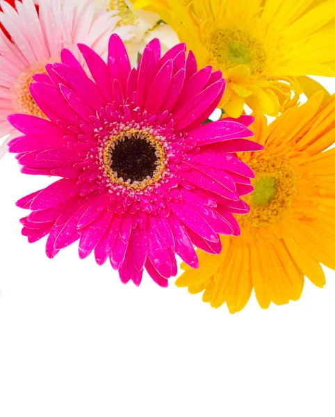 Rand der Gerbera-Blüten — Stockfoto
