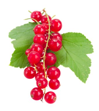 taze kırmızı kuş üzümü