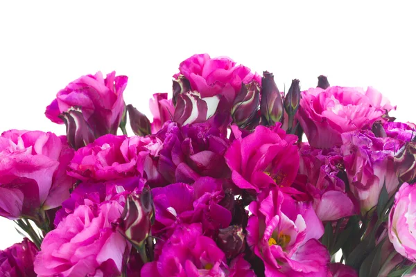 연보라 eustoma 꽃 테두리 — 스톡 사진