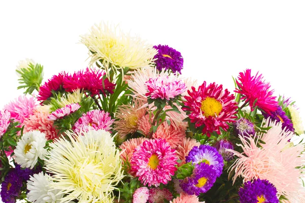 Aster flowers — Stock Photo, Image