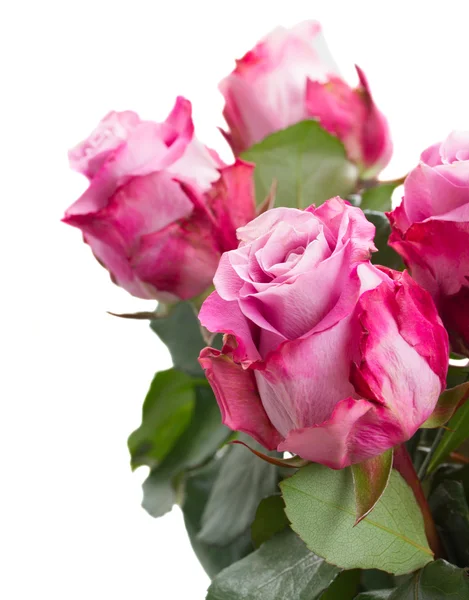 Roze bloemen close-up — Stockfoto