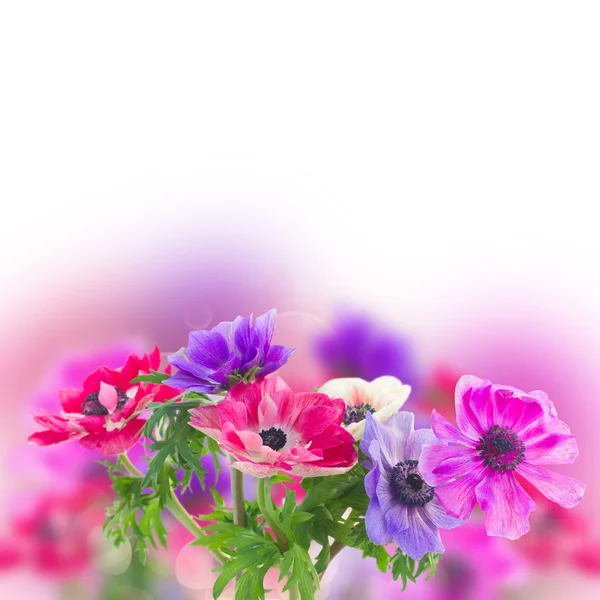 Anemone virágok — Stock Fotó