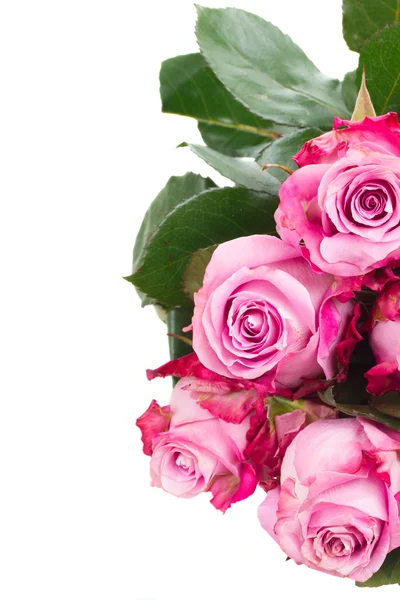 Fresh pink  flowers close up — Stock Photo, Image