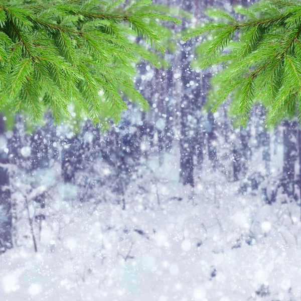 Winter forest — Stock Photo, Image