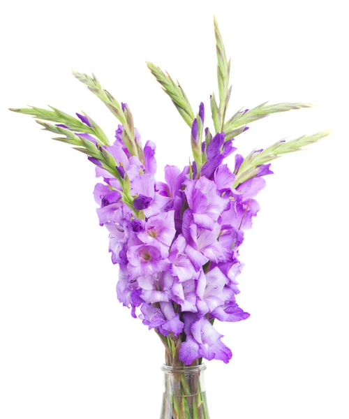 Bouquet de fleurs de gladiolus — Photo