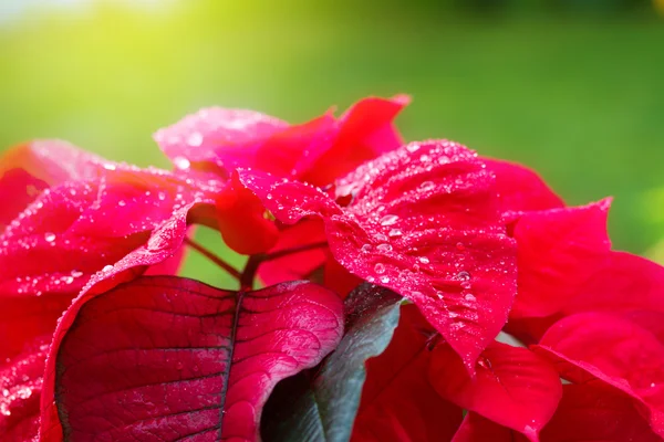 Jardim com flores poinsettia ou estrela de Natal — Fotografia de Stock