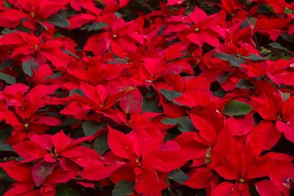 Jardim com flores poinsettia ou estrela de Natal — Fotografia de Stock