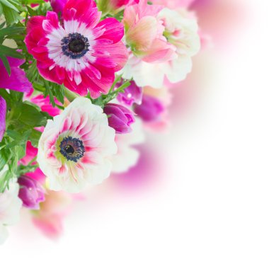 bunch of anemone flowers clipart