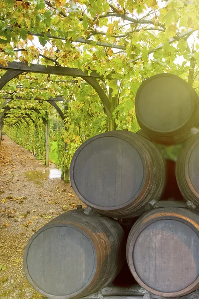 Wine yard with grape — Stock Photo, Image