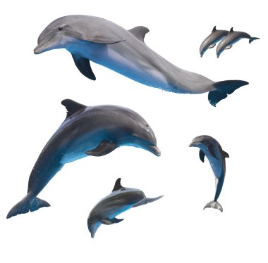 jumping dolphins on white clipart