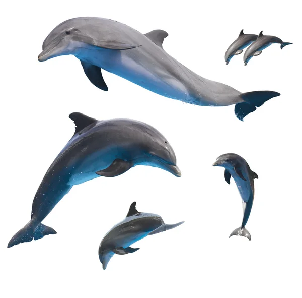 Jumping dolphins on white — Stock Photo, Image