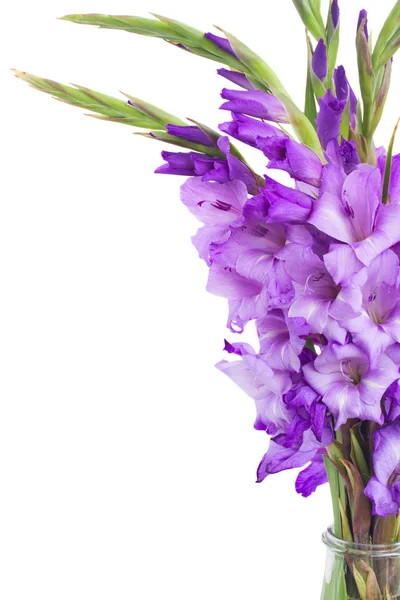 Mazzo di fiori gladiolus — Foto Stock