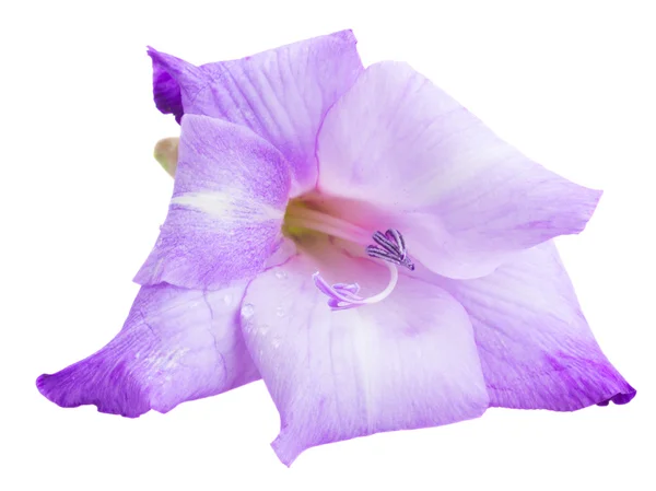 Gladiolus flowers — Stock Photo, Image